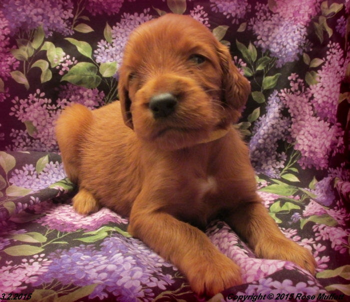 Irish Setter Puppy For Sale