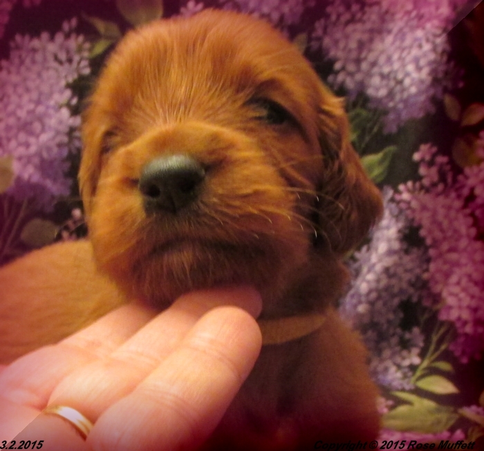Irish Setter Puppy For Sale