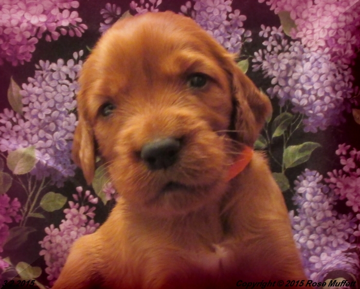 Irish Setter Puppy For Sale