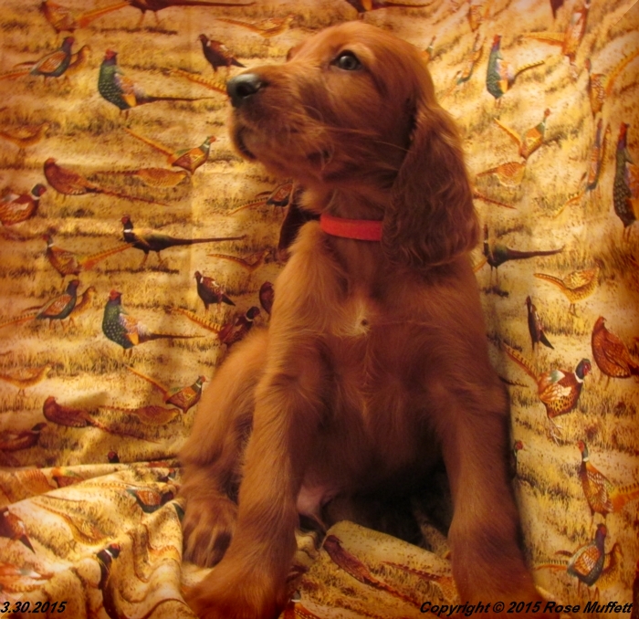 Irish Setter Puppy For Sale
