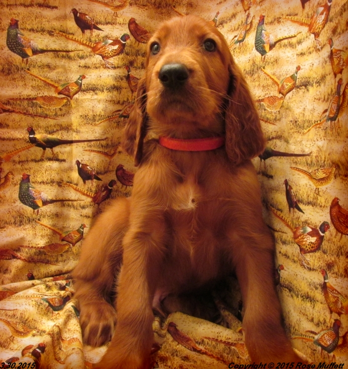 Irish Setter Puppy For Sale