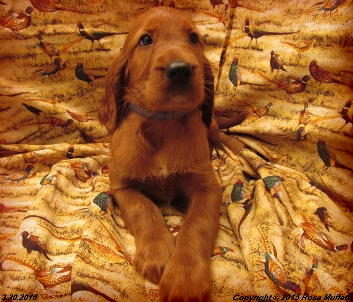 Irish Setter Puppy For Sale