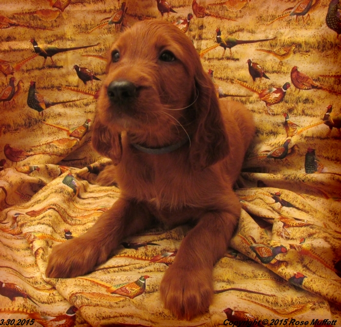 Irish Setter Puppy For Sale