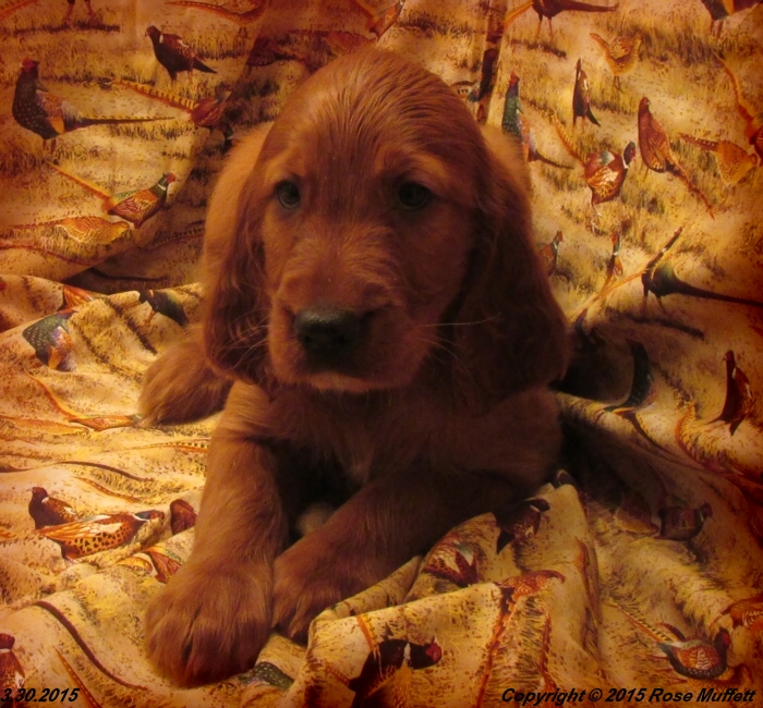Irish Setter Puppy For Sale