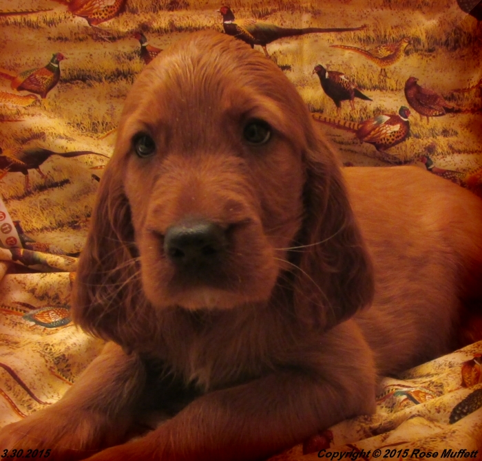 Irish Setter Puppy For Sale