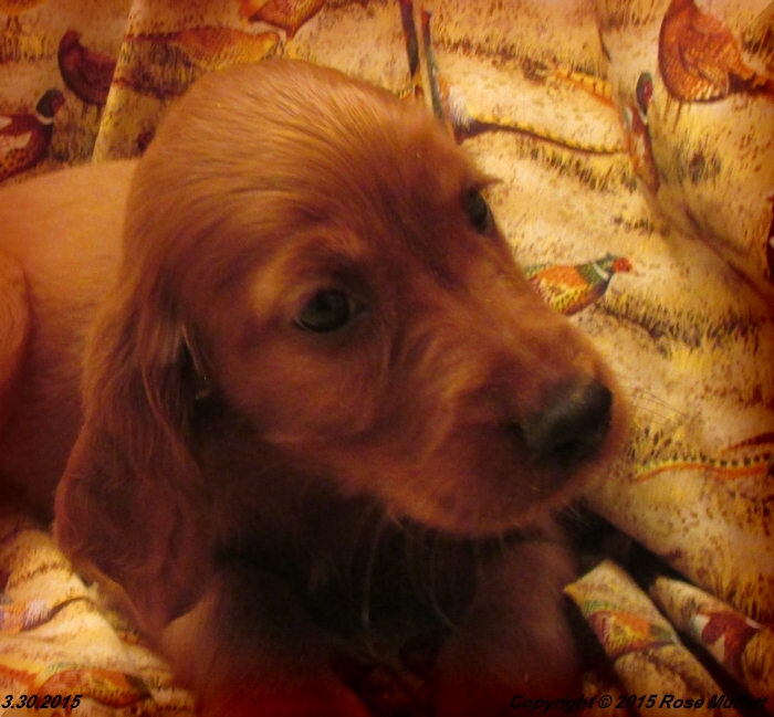 Irish Setter Puppy For Sale