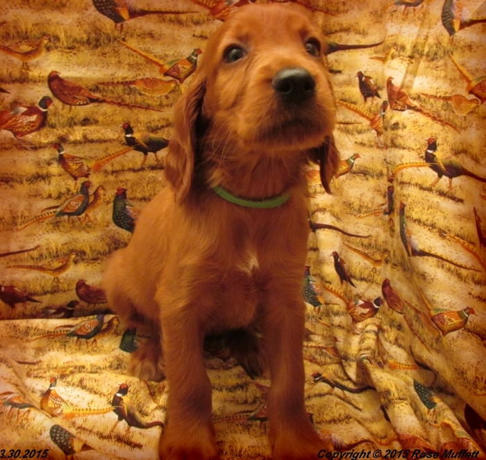 Irish Setter Puppy For Sale