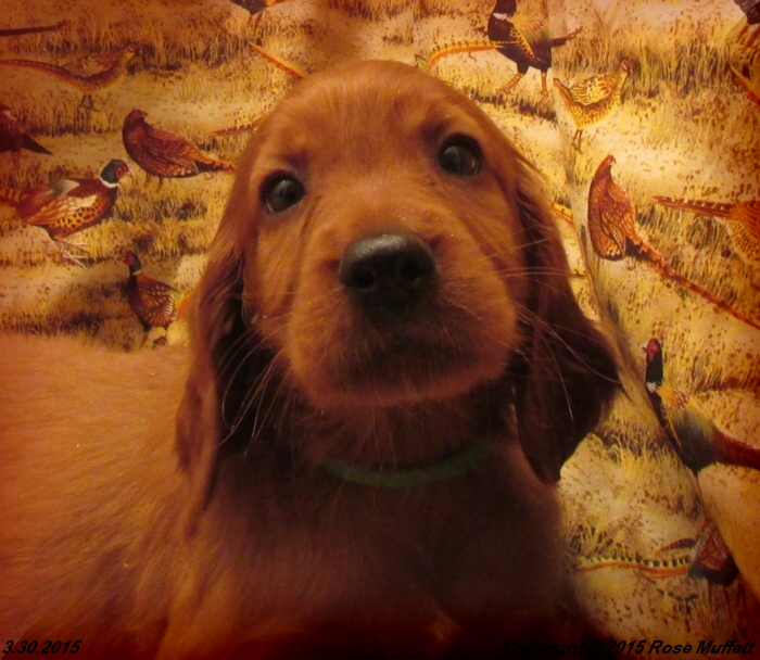 Irish Setter Puppy For Sale