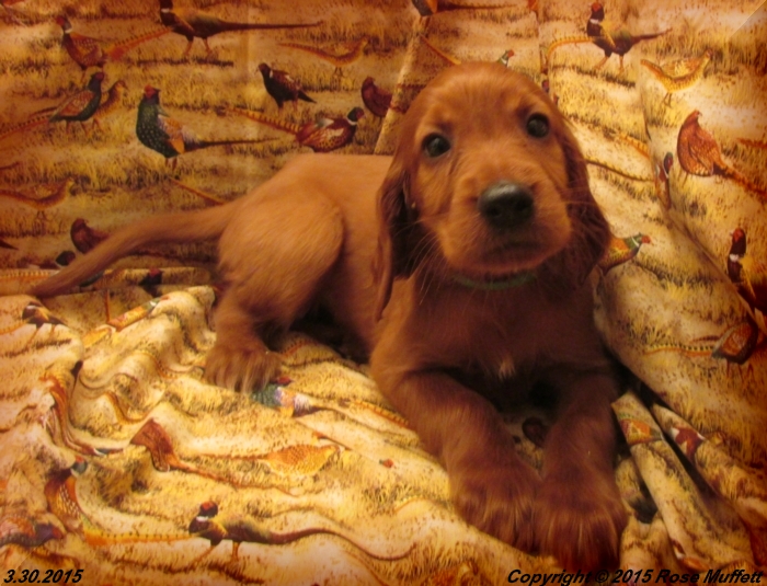 Irish Setter Puppy For Sale