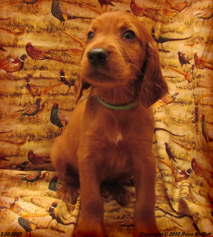 Irish Setter Puppy For Sale