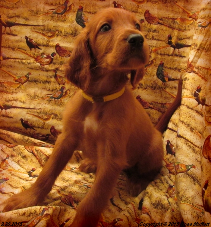 Irish Setter Puppy For Sale
