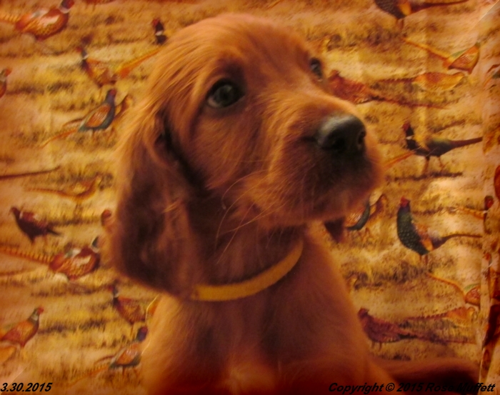 Irish Setter Puppy For Sale