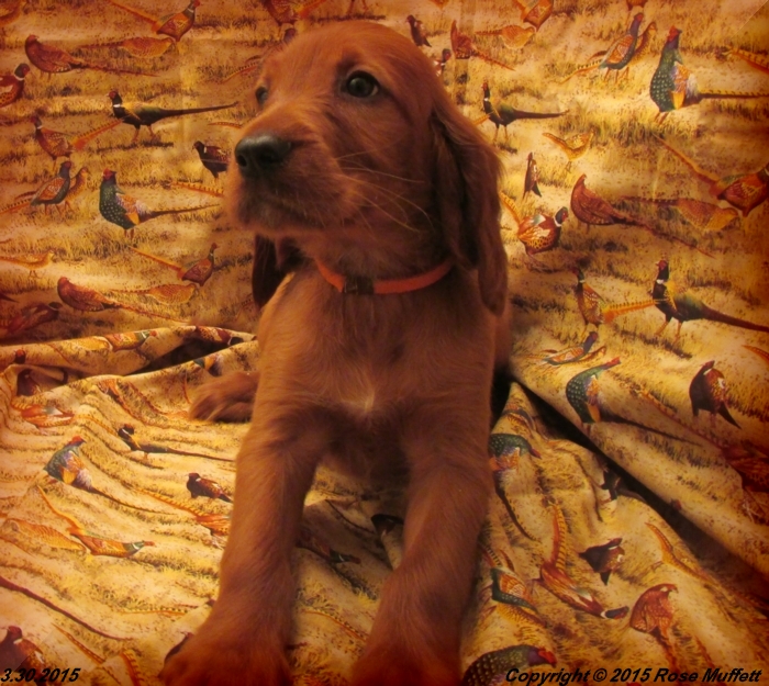 Irish Setter Puppy For Sale