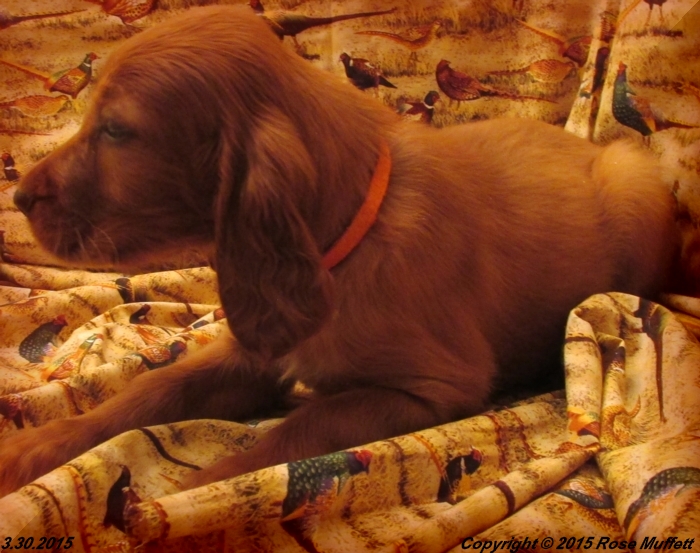 Irish Setter Puppy For Sale