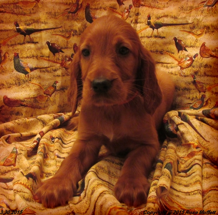 Irish Setter Puppy For Sale