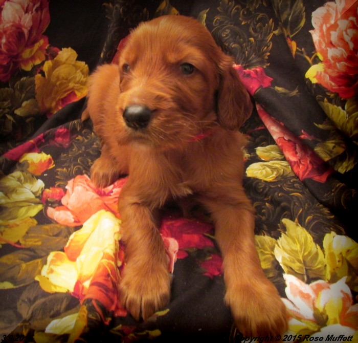 Irish Setter Puppy For Sale