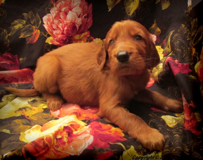 Irish Setter Puppy For Sale