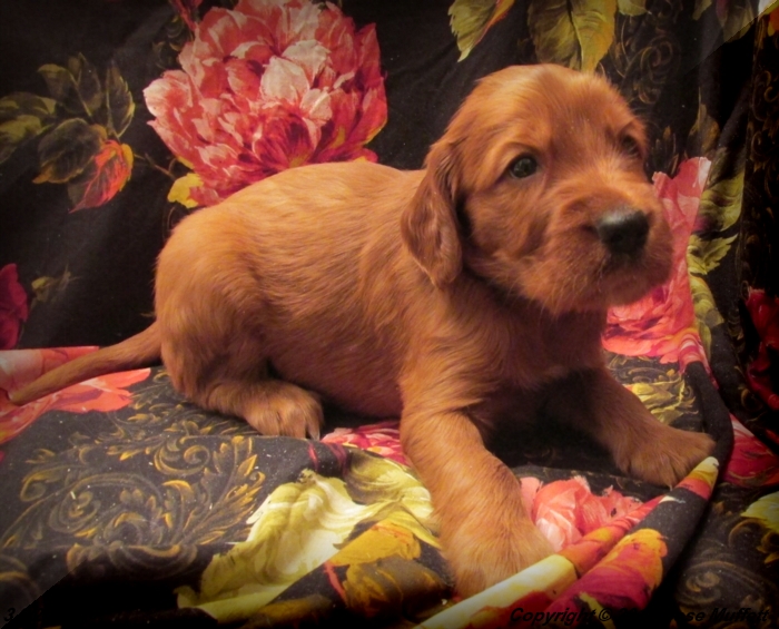 Irish Setter Puppy For Sale