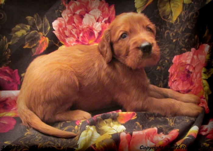 Irish Setter Puppy For Sale