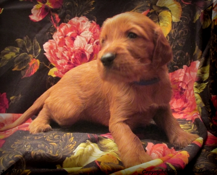 Irish Setter Puppy For Sale