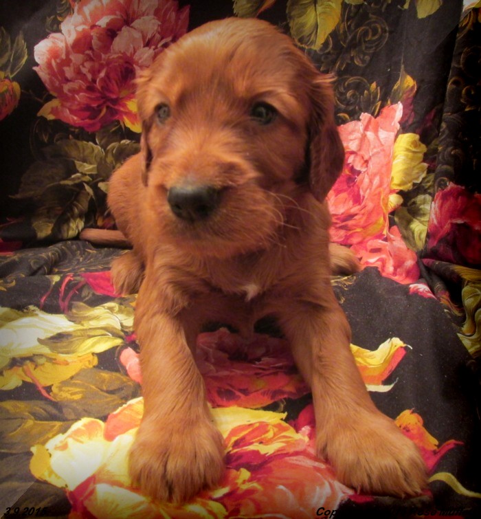 Irish Setter Puppy For Sale