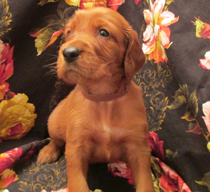 Irish Setter Puppy For Sale