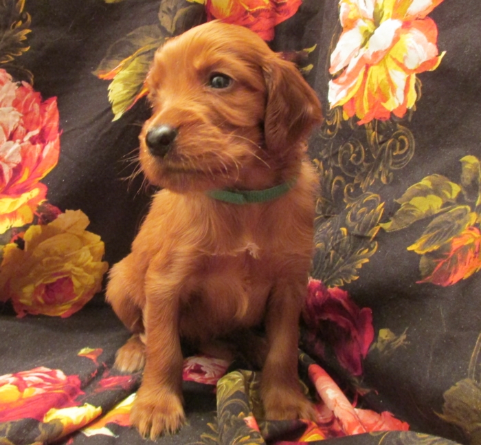 Irish Setter Puppy For Sale