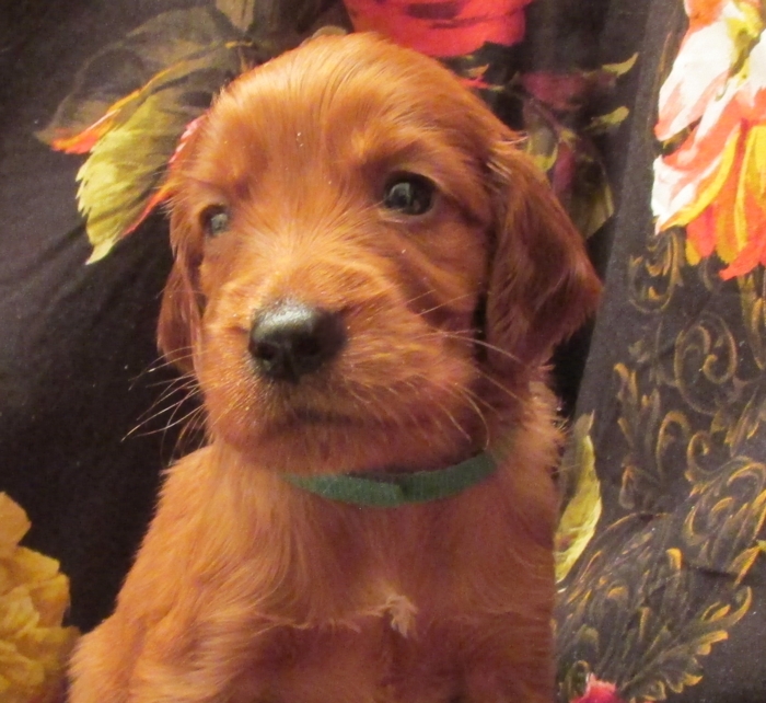 Irish Setter Puppy For Sale