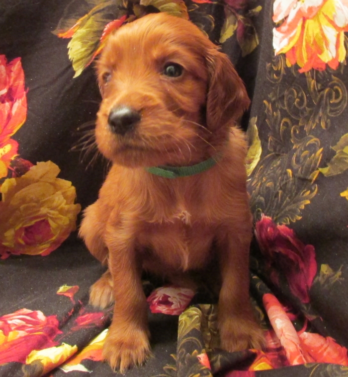 Irish Setter Puppy For Sale