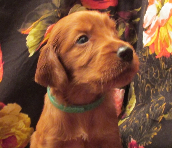 Irish Setter Puppy For Sale