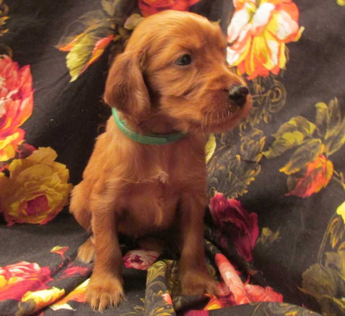 Irish Setter Puppy For Sale