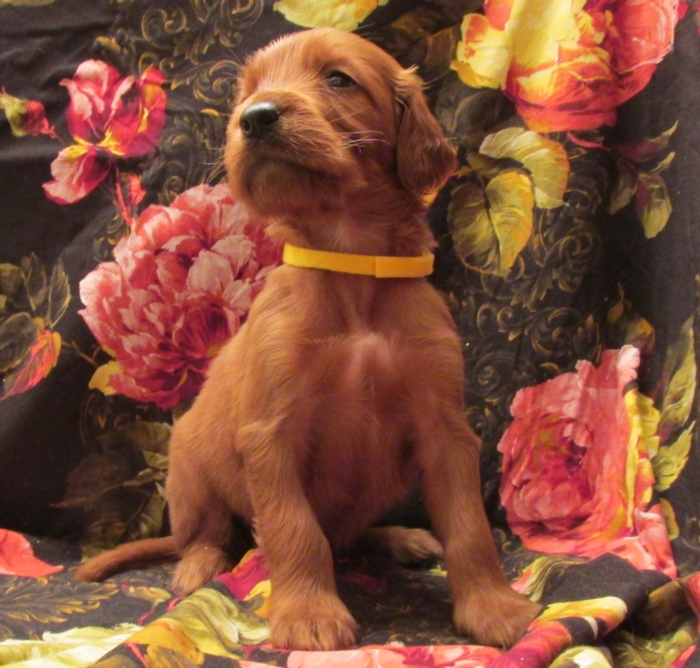 Irish Setter Puppy For Sale