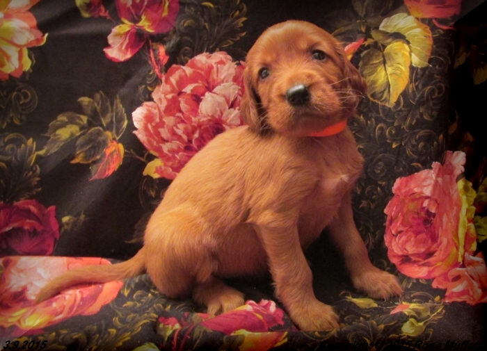 Irish Setter Puppy For Sale