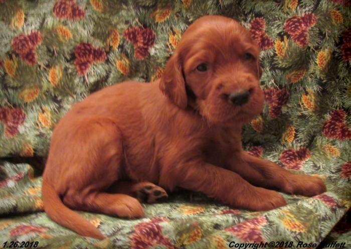 Irish Setter Puppy For Sale