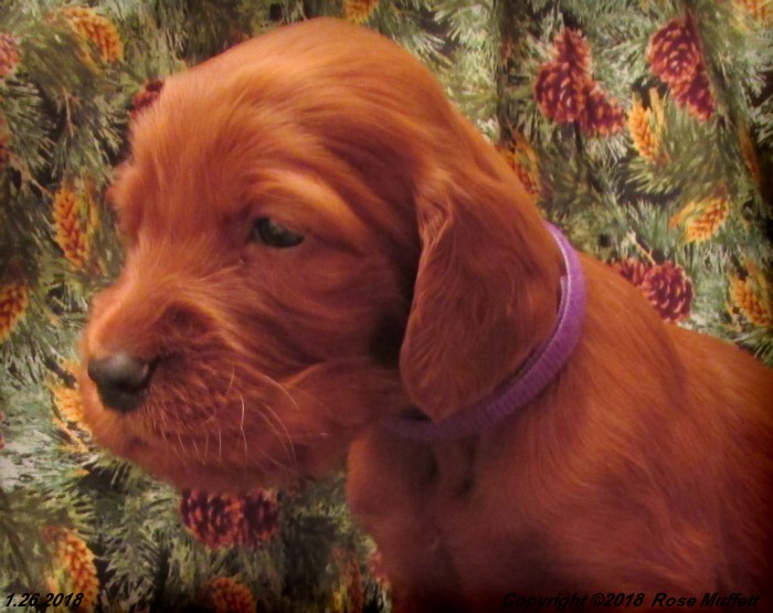 Irish Setter Puppy For Sale