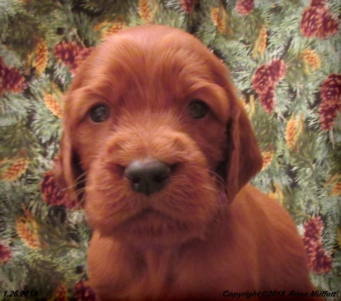 Irish Setter Puppy For Sale