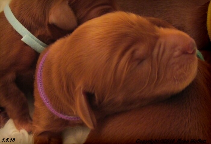 Irish Setter Puppy For Sale
