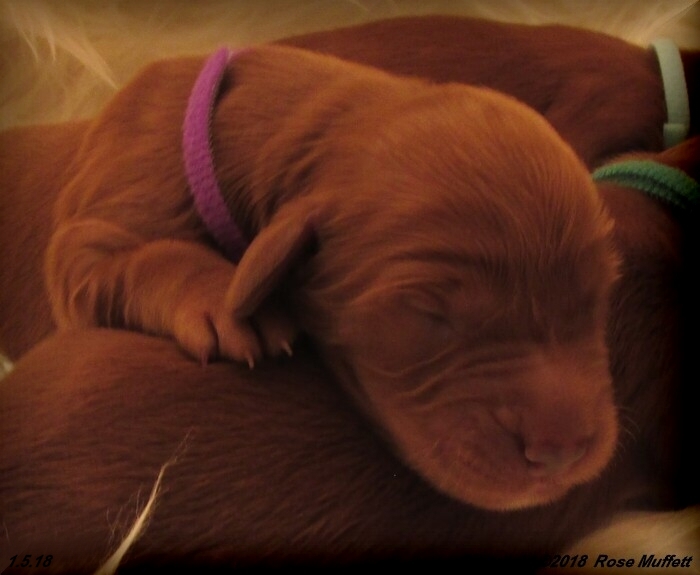 Irish Setter Puppy For Sale