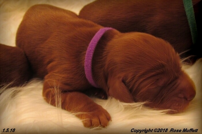 Irish Setter Puppy For Sale