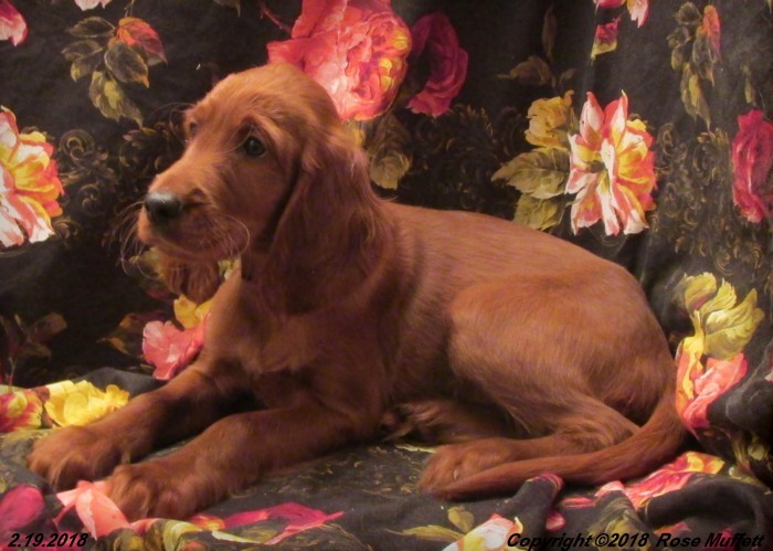 Irish Setter Puppy For Sale