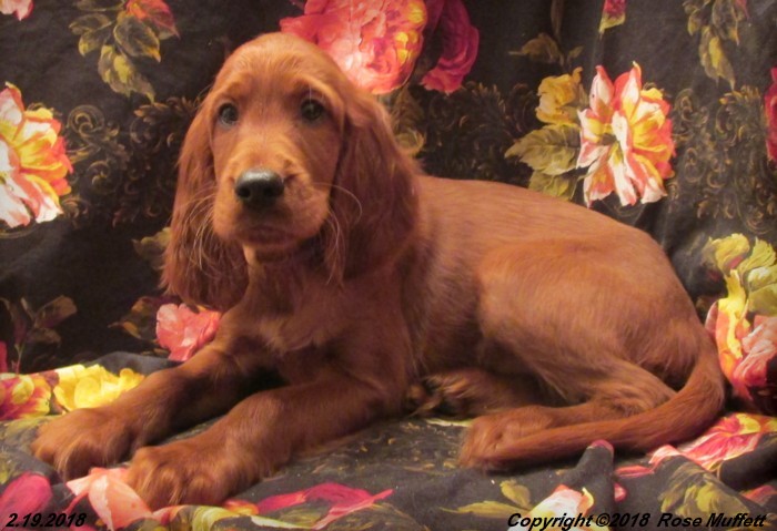 Irish Setter Puppy For Sale