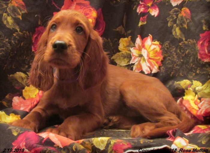 Irish Setter Puppy For Sale