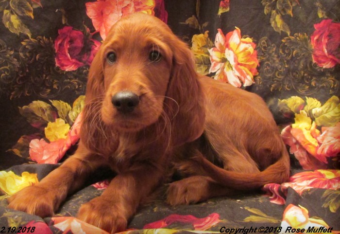 Irish Setter Puppy For Sale