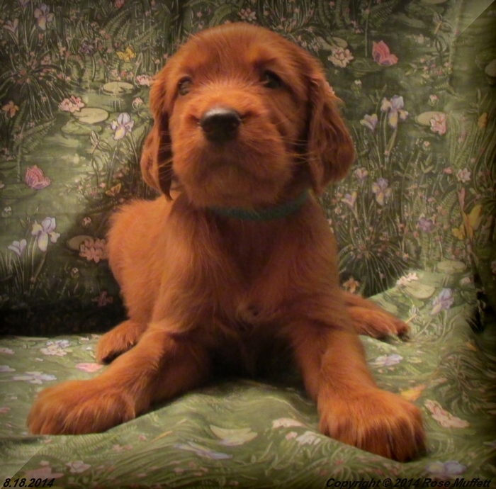 Chloe''s Puppies