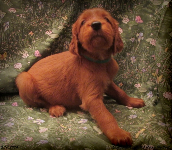 Chloe''s Puppies