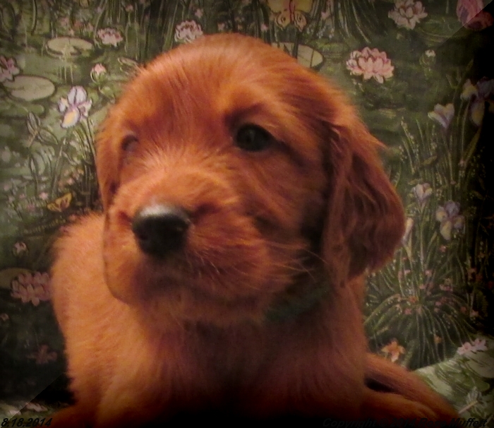 Chloe''s Puppies