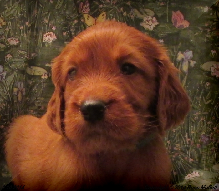 Chloe''s Puppies