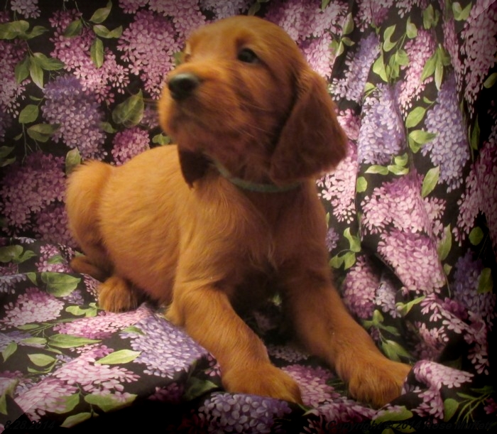Chloe''s Puppies