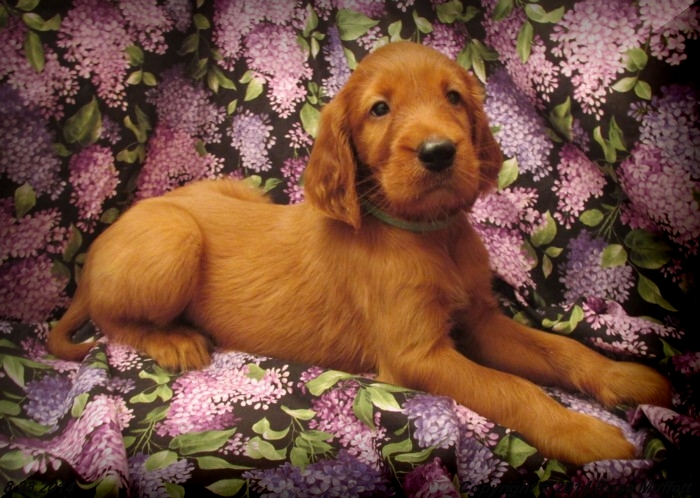 Chloe''s Puppies