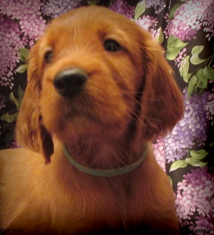 Chloe''s Puppies